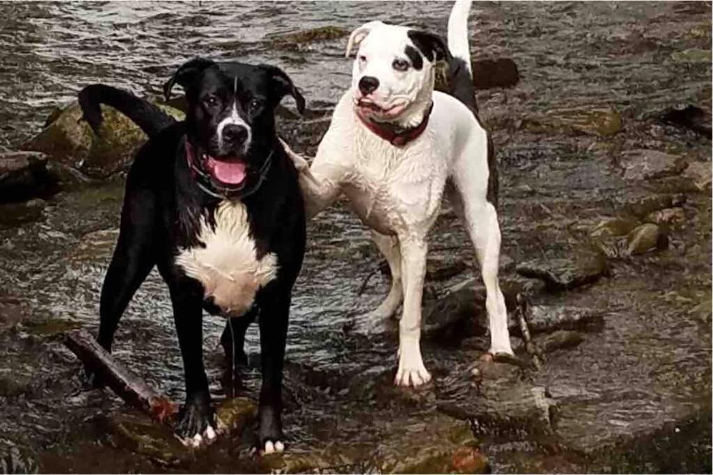 Roscoe Cottage Pet Friendly ภายนอก รูปภาพ
